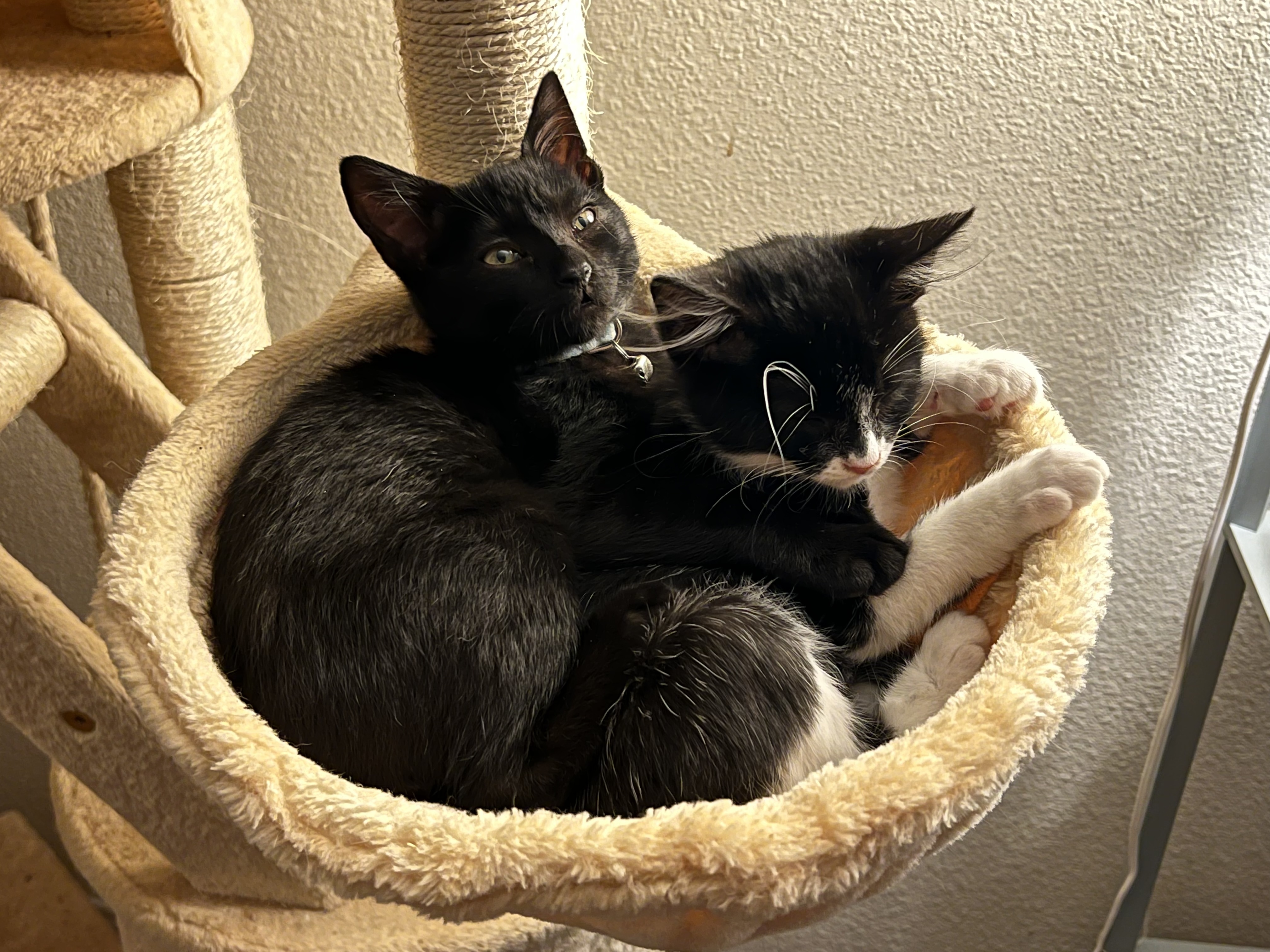 Bear & Blossom ~ Bonded Brother and Sister 