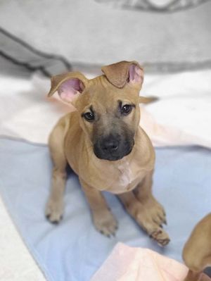 Dogs For Adoption Near Deland Fl Petfinder