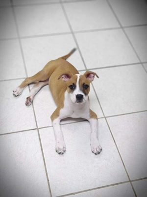 Dogs For Adoption Near Deland Fl Petfinder