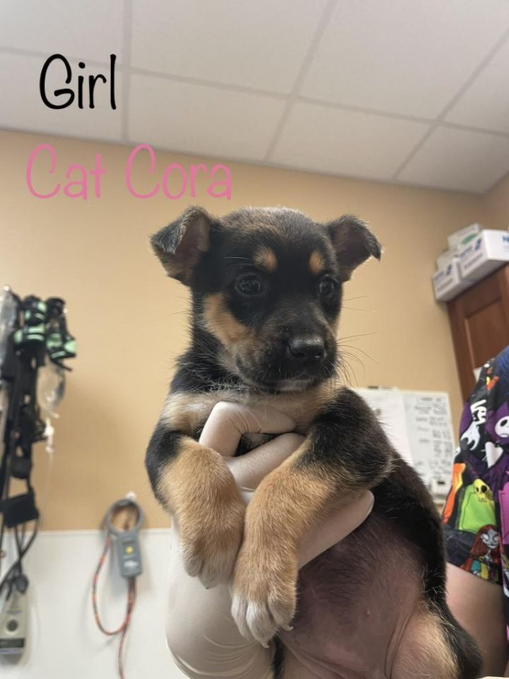 Cat Cora, an adoptable Husky & Shepherd Mix in Fulton, TX_image-2