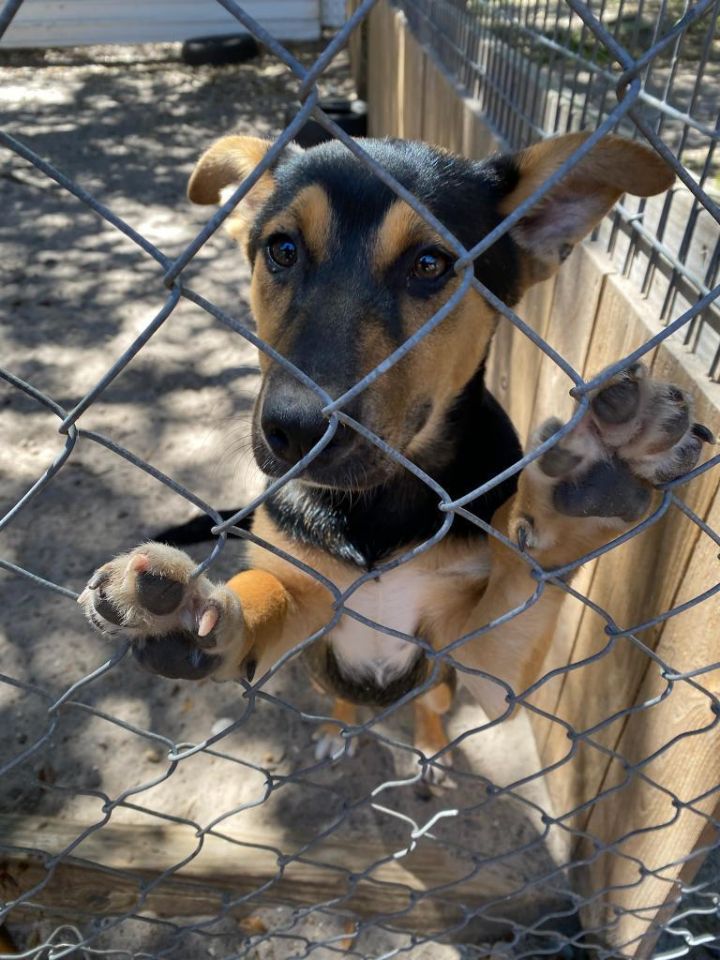 Cat Cora, an adoptable Husky & Shepherd Mix in Fulton, TX_image-4