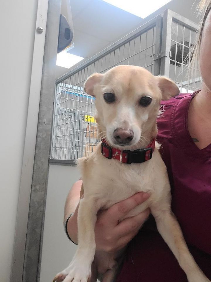 Milo, an adoptable Dachshund & Chihuahua Mix in Fulton, TX_image-1