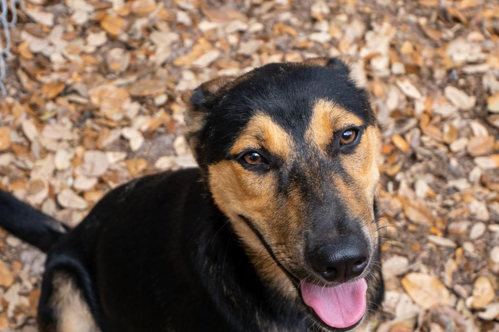 Julia Child, an adoptable Husky, Shepherd in Fulton, TX, 78358 | Photo Image 1