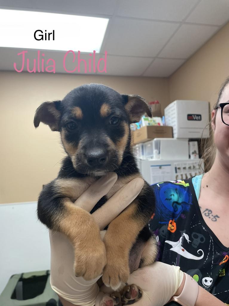 Julia Child, an adoptable Husky, Shepherd in Fulton, TX, 78358 | Photo Image 2