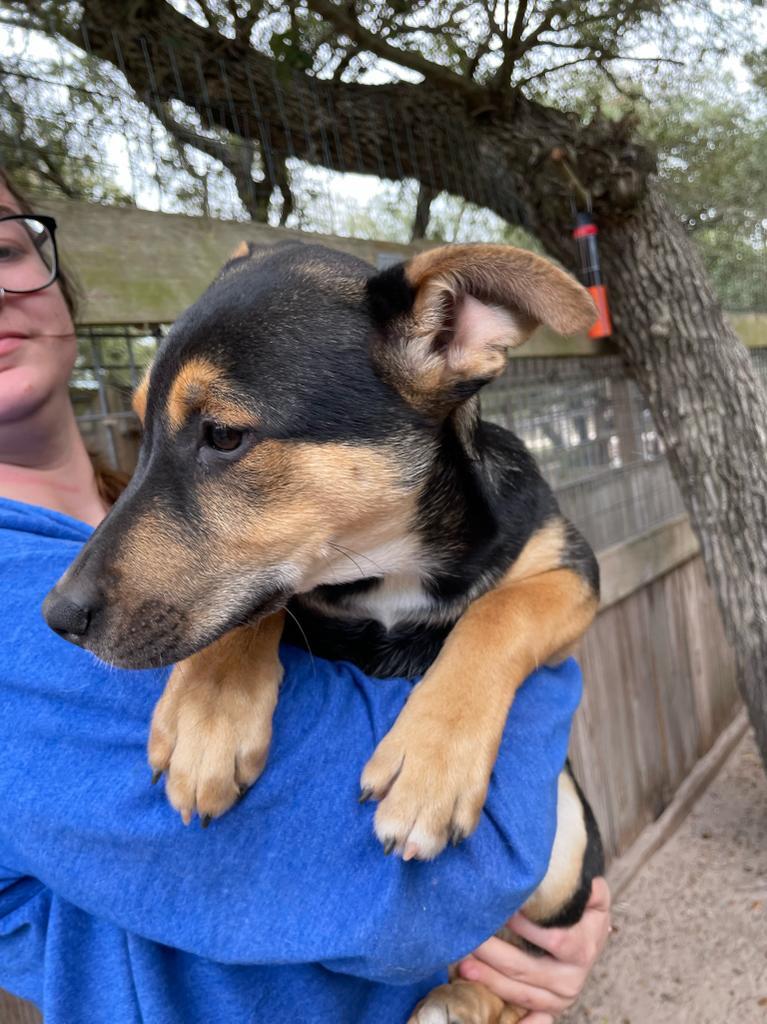 Julia Child, an adoptable Husky, Shepherd in Fulton, TX, 78358 | Photo Image 3