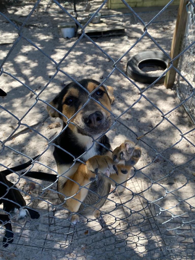 Julia Child, an adoptable Husky, Shepherd in Fulton, TX, 78358 | Photo Image 4