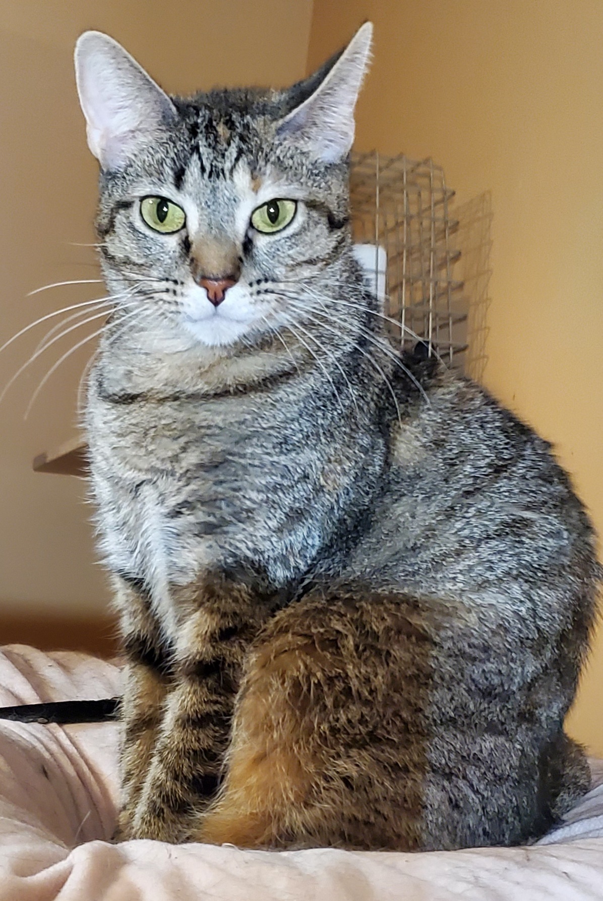 Cherry Ruby, an adoptable Abyssinian, Torbie in Lyons, IL, 60534 | Photo Image 2