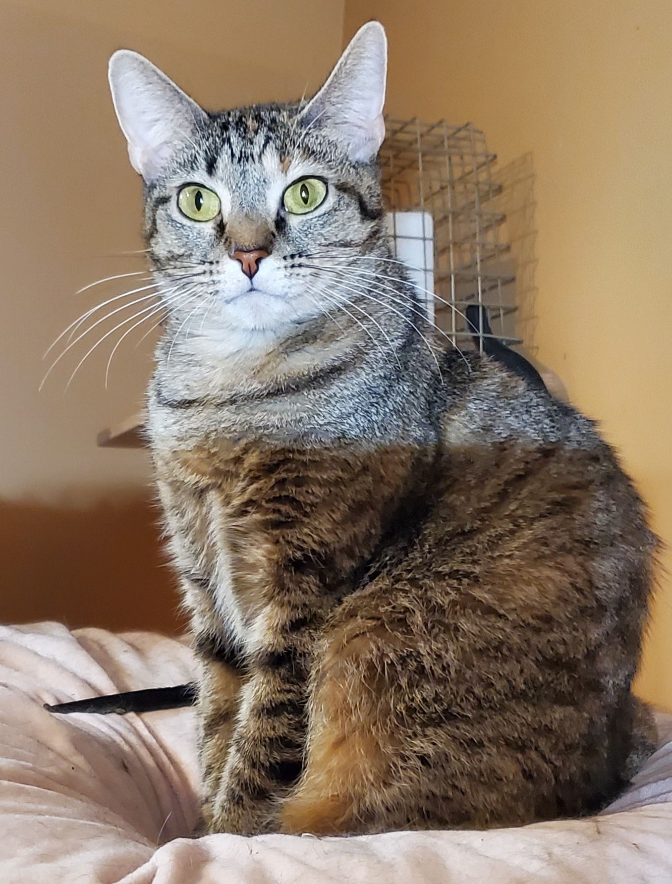 Cherry Ruby, an adoptable Abyssinian, Torbie in Lyons, IL, 60534 | Photo Image 3