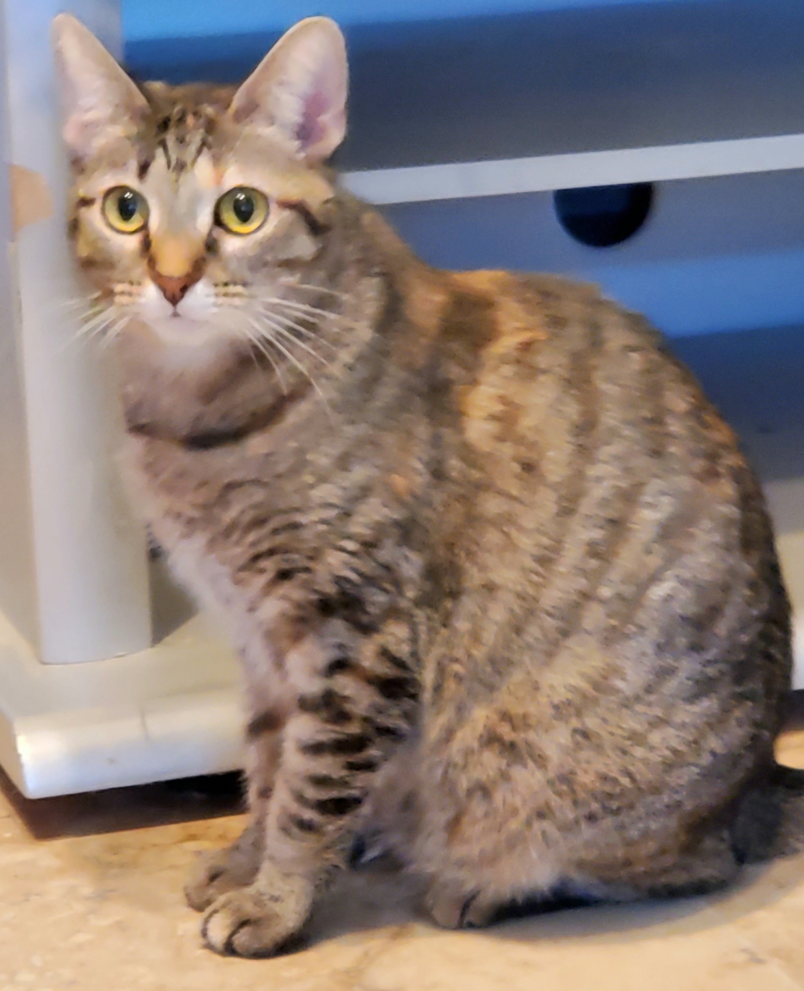 Cherry Ruby, an adoptable Abyssinian, Torbie in Lyons, IL, 60534 | Photo Image 4