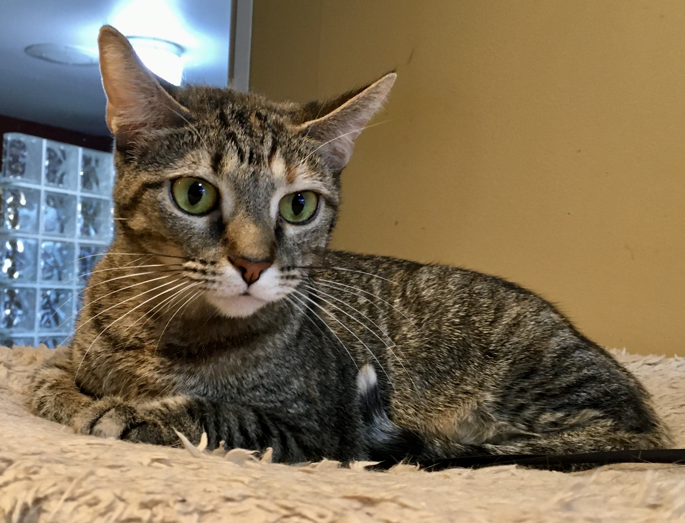 Cherry Ruby, an adoptable Abyssinian, Torbie in Lyons, IL, 60534 | Photo Image 6