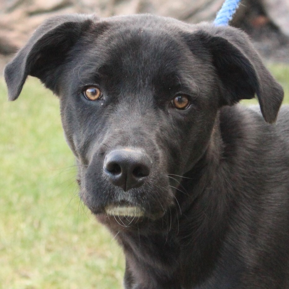 Kosco, an adoptable Labrador Retriever in Eaton, OH, 45320 | Photo Image 1