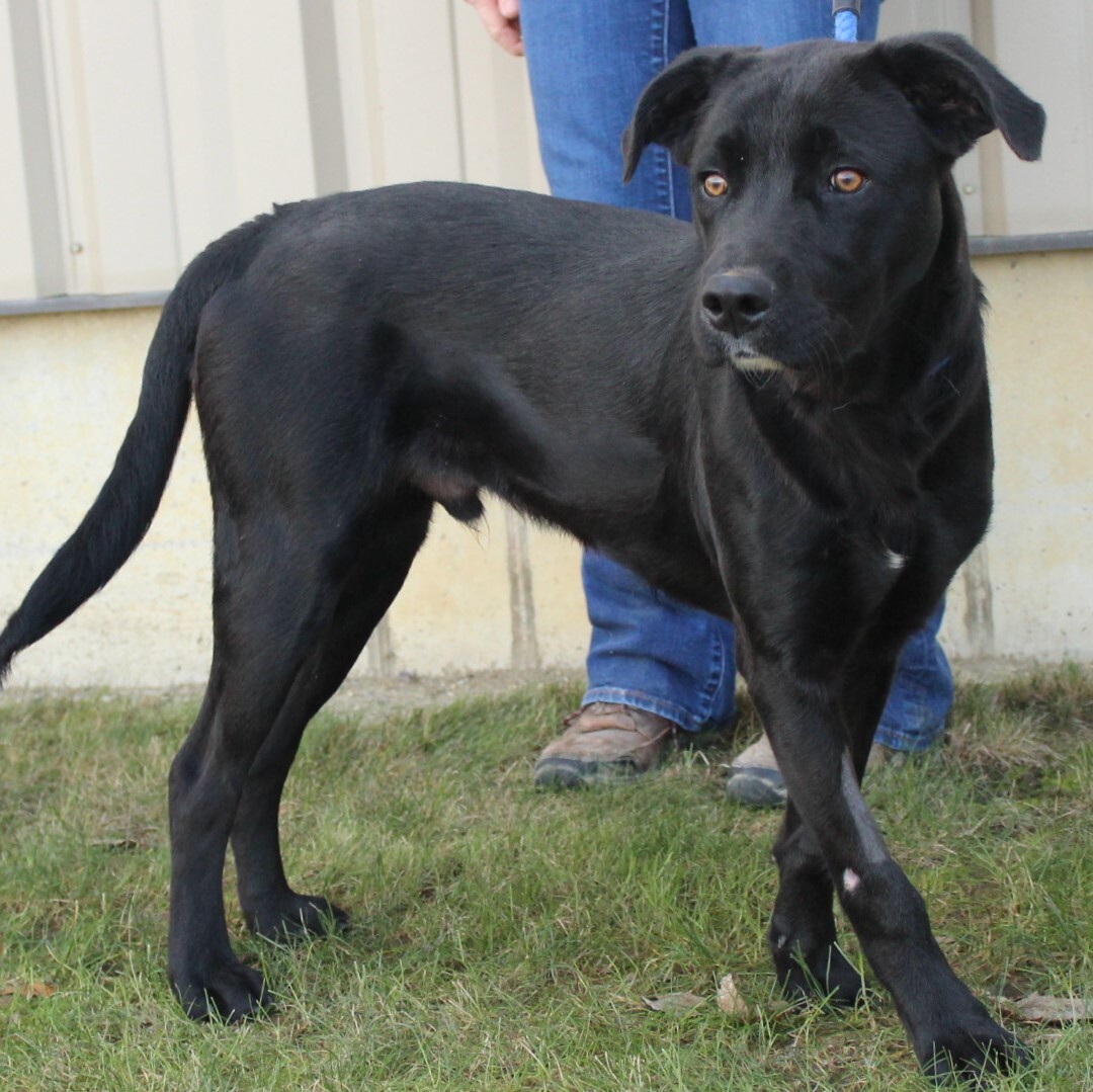 Kosco, an adoptable Labrador Retriever in Eaton, OH, 45320 | Photo Image 2