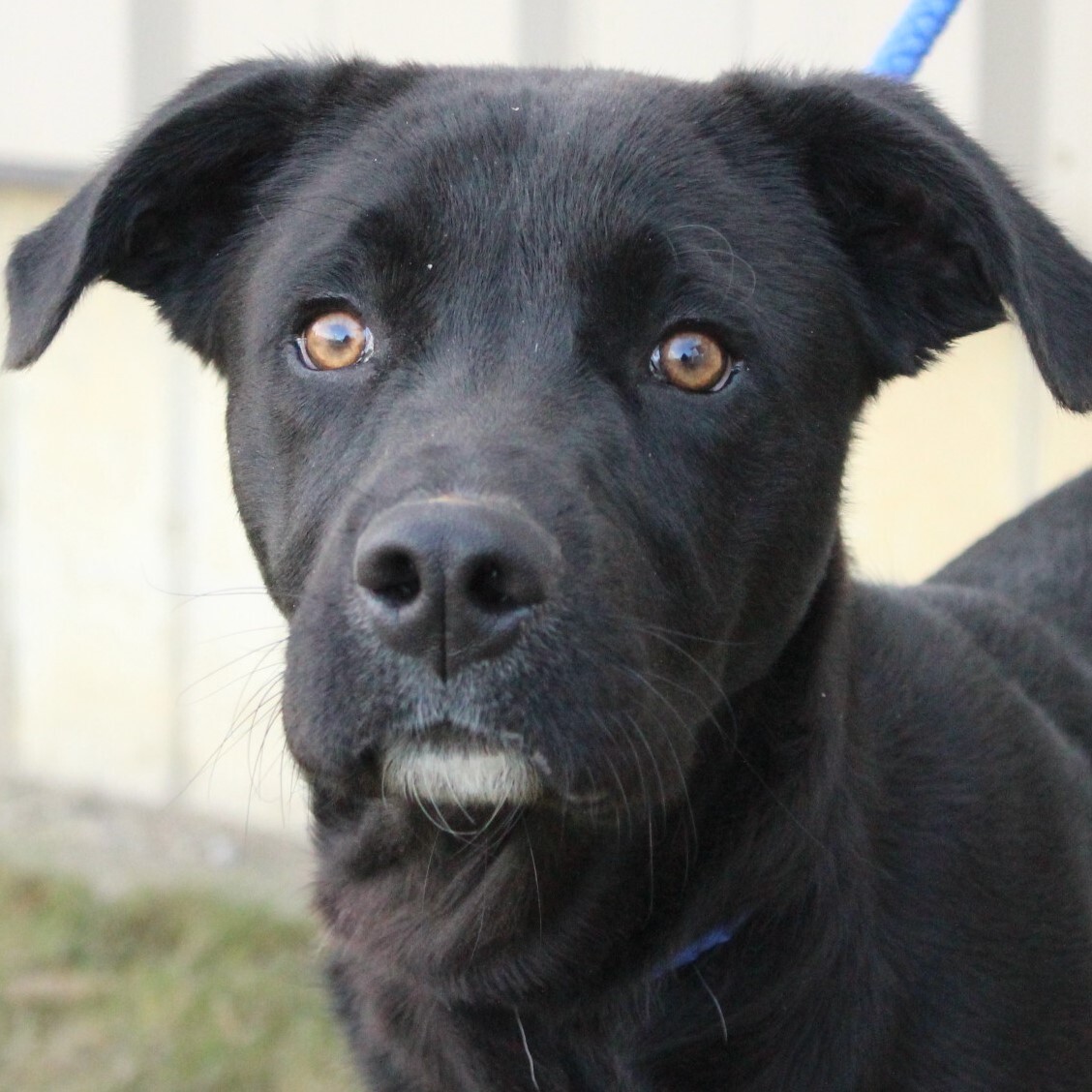 Kosco, an adoptable Labrador Retriever in Eaton, OH, 45320 | Photo Image 3