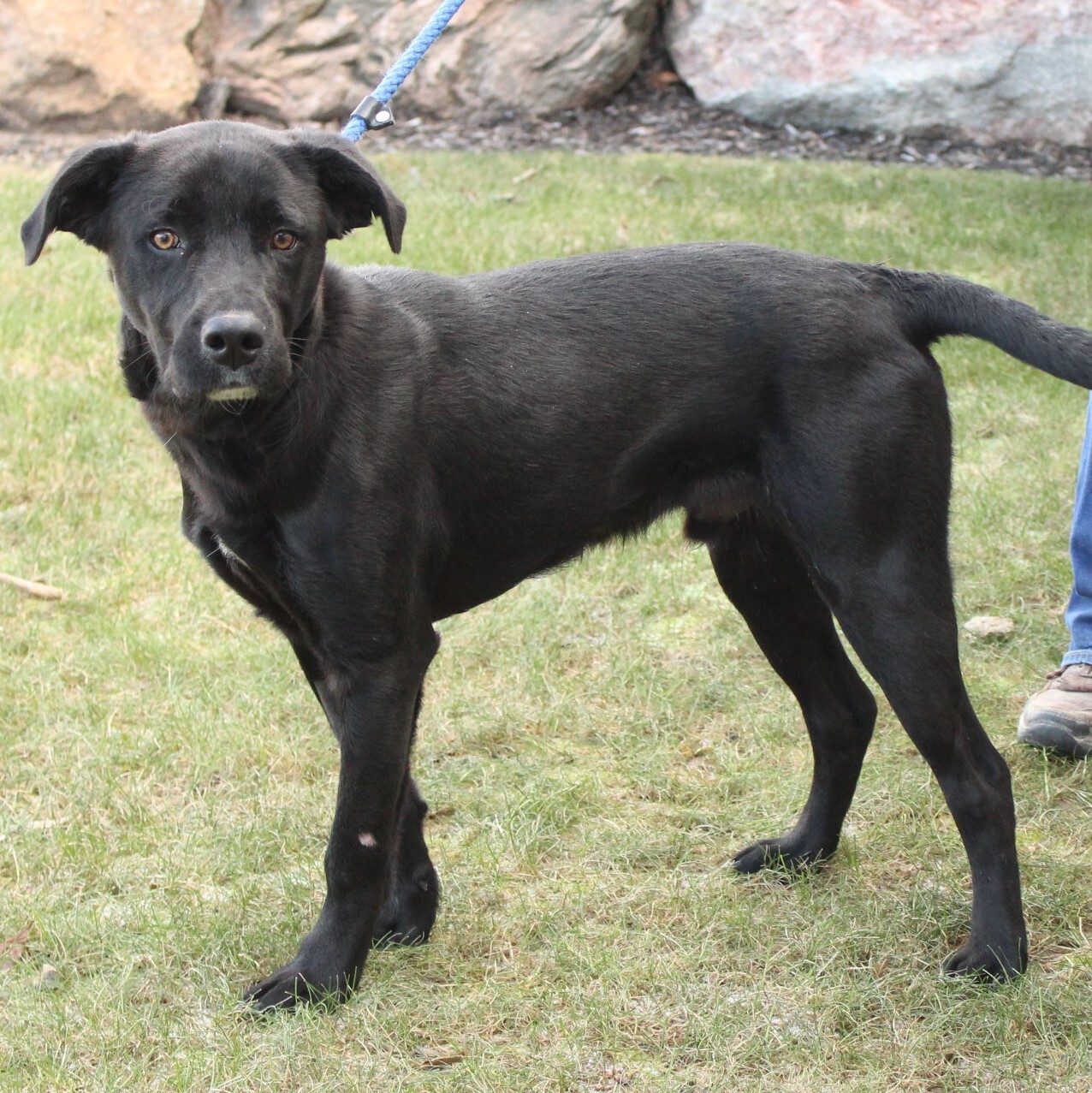 Kosco, an adoptable Labrador Retriever in Eaton, OH, 45320 | Photo Image 4
