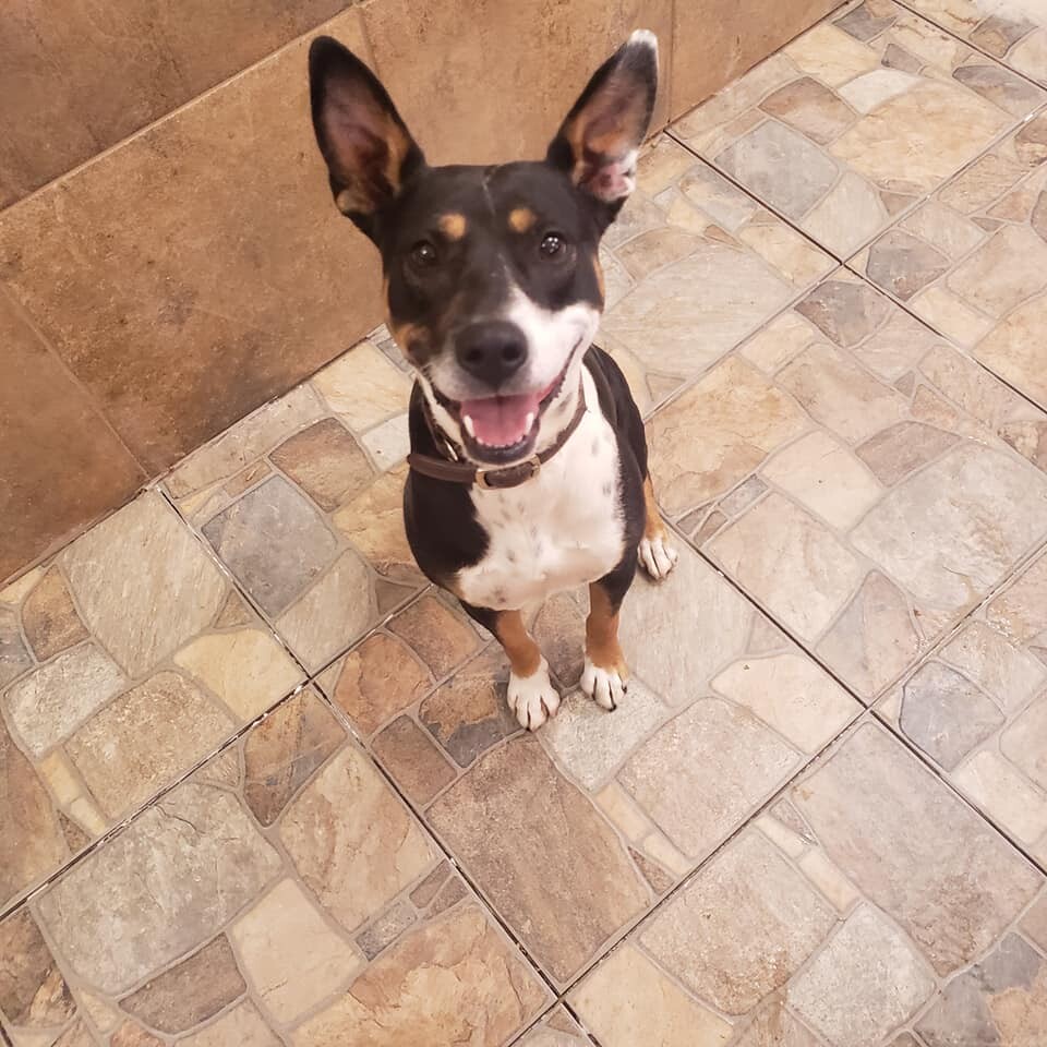 Whiskey, an adoptable Cattle Dog in Albuquerque, NM, 87107 | Photo Image 2