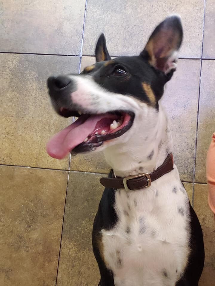 Whiskey, an adoptable Cattle Dog in Albuquerque, NM, 87107 | Photo Image 3