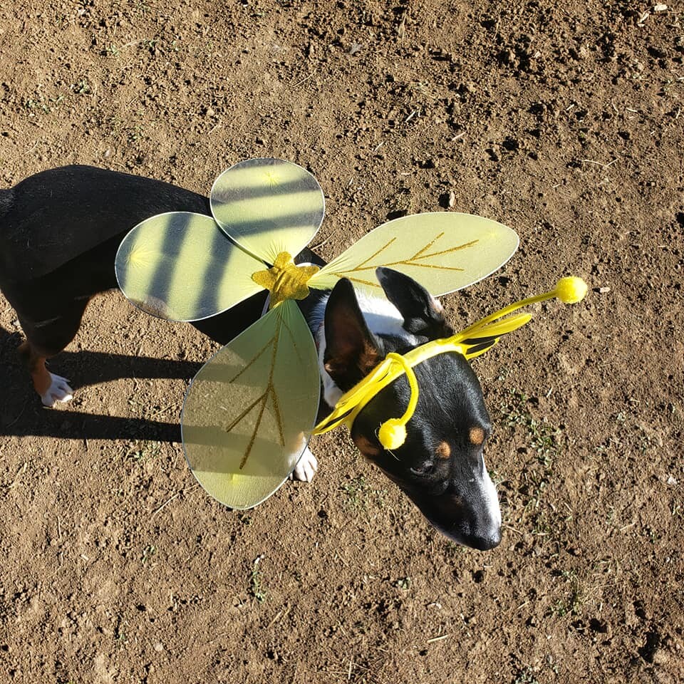 Whiskey, an adoptable Cattle Dog in Albuquerque, NM, 87107 | Photo Image 4