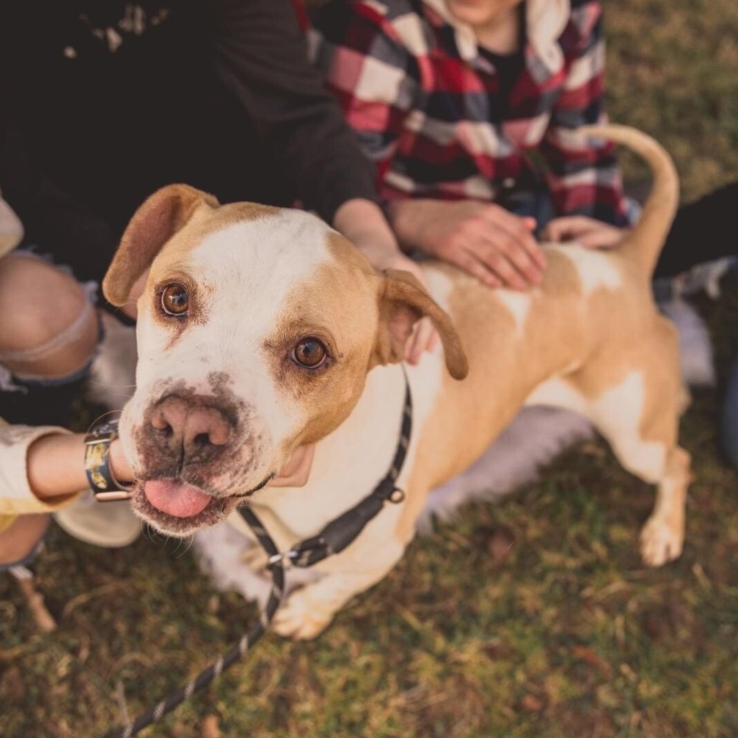 Camo, an adoptable American Bulldog, Hound in Erwin, TN, 37650 | Photo Image 2