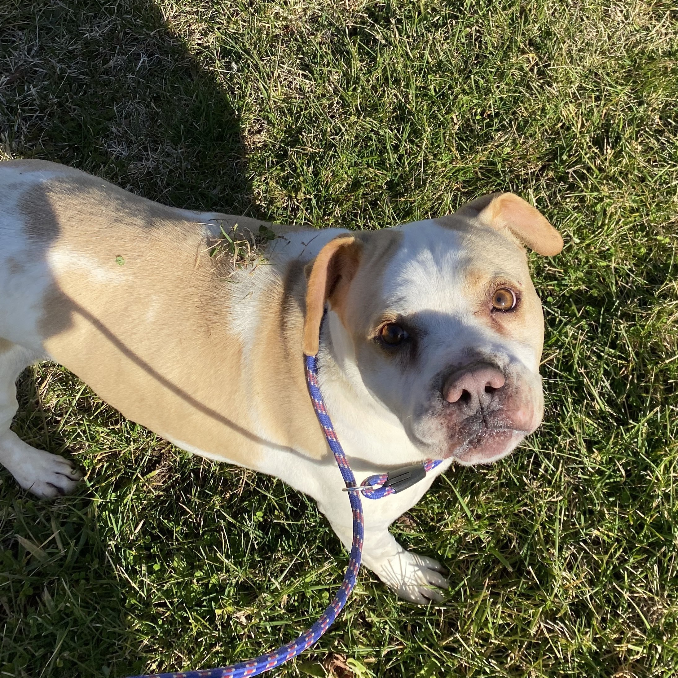Camo, an adoptable American Bulldog, Hound in Erwin, TN, 37650 | Photo Image 3