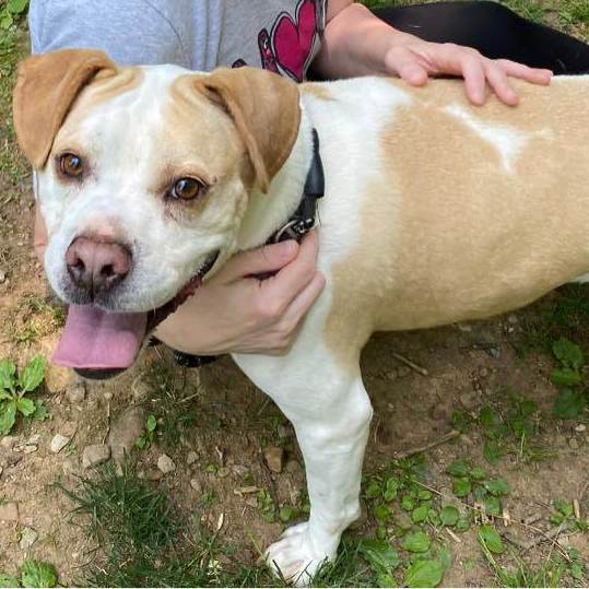 Camo, an adoptable American Bulldog, Hound in Erwin, TN, 37650 | Photo Image 4