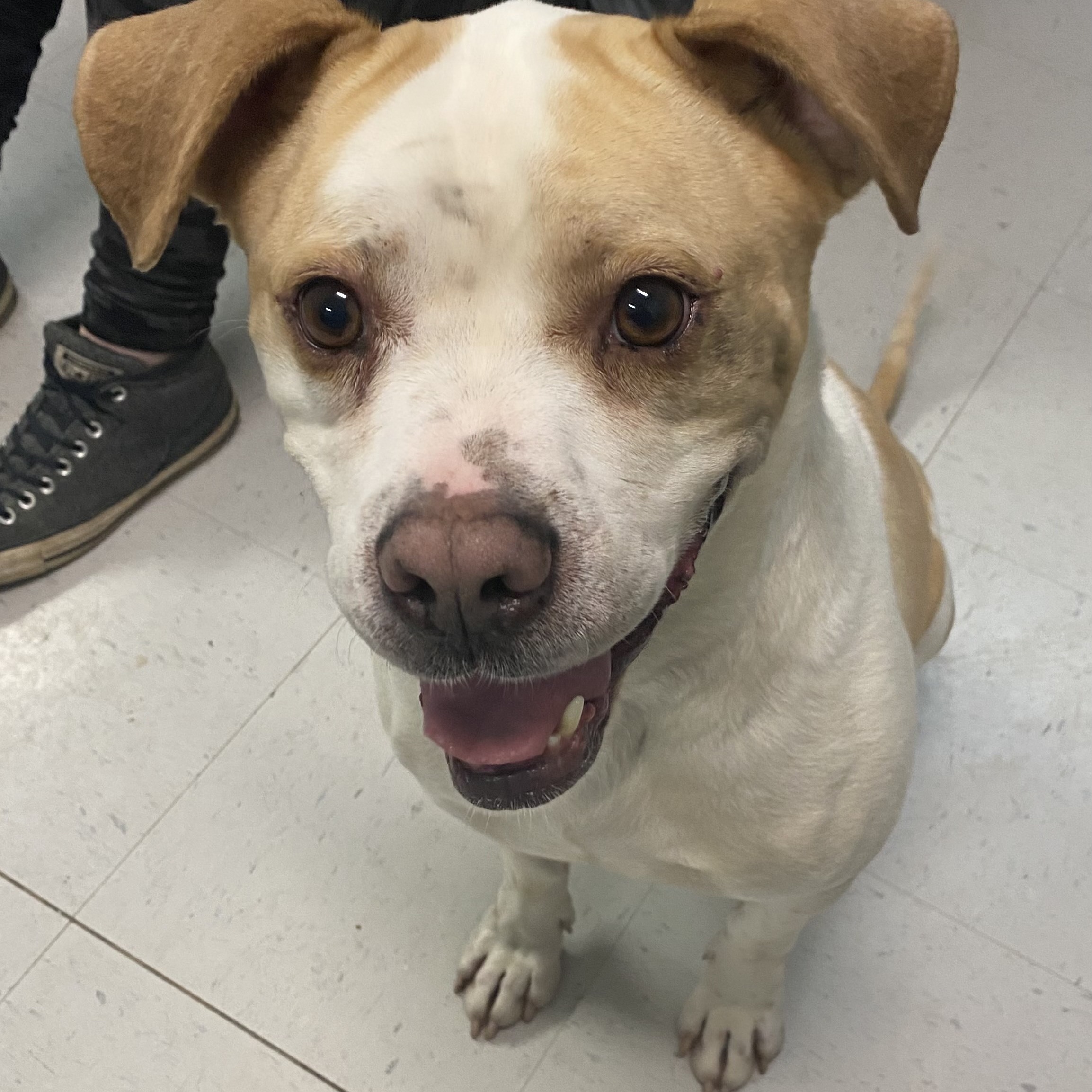 Camo, an adoptable American Bulldog, Hound in Erwin, TN, 37650 | Photo Image 5