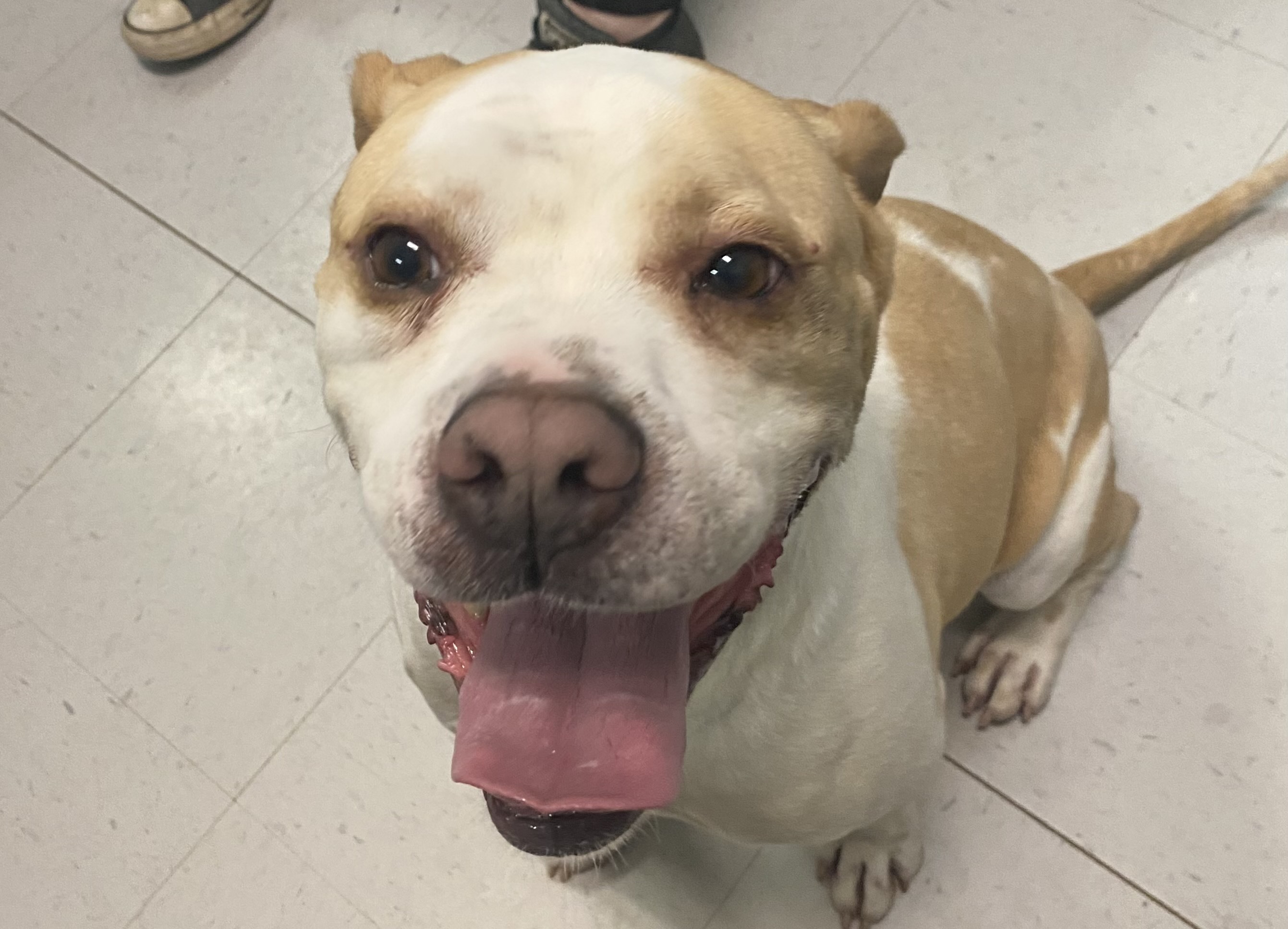 Camo, an adoptable American Bulldog, Hound in Erwin, TN, 37650 | Photo Image 1