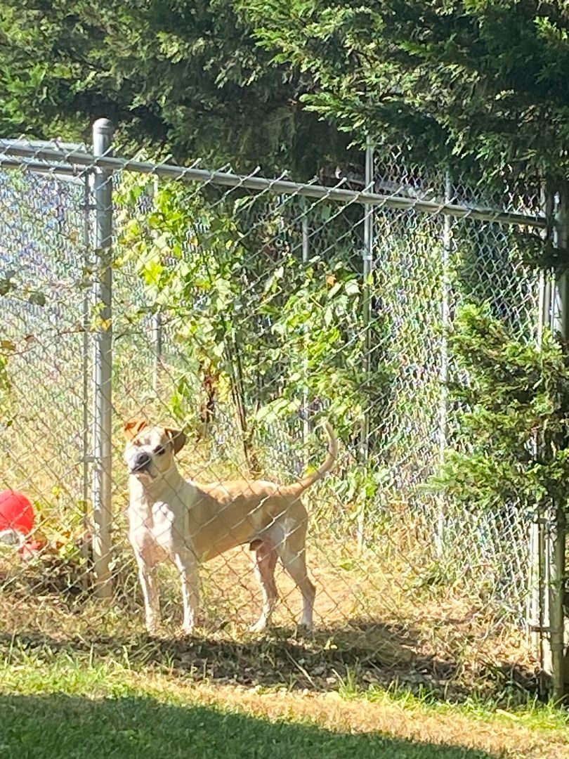 Camo, an adoptable American Bulldog, Hound in Erwin, TN, 37650 | Photo Image 6