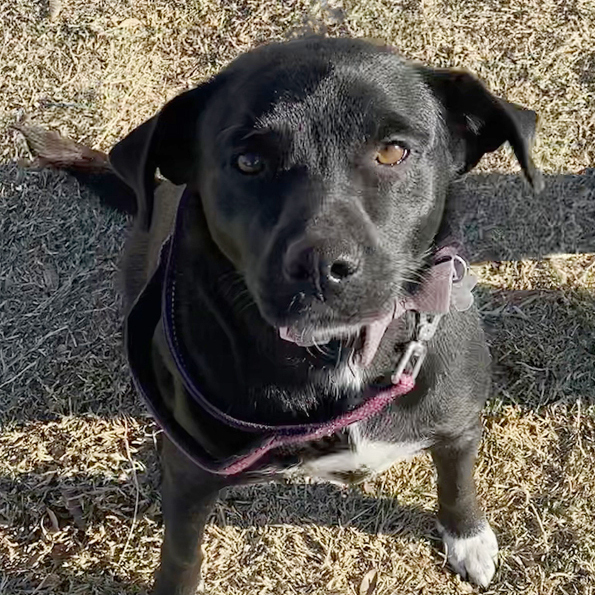 Twyla, an adopted Labrador Retriever & Beagle Mix in Oklahoma City, OK_image-3