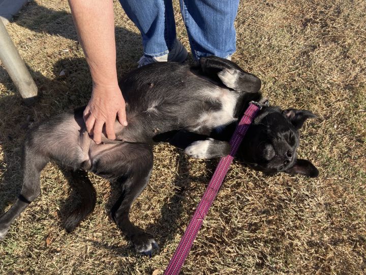 Twyla, an adopted Labrador Retriever & Beagle Mix in Oklahoma City, OK_image-6