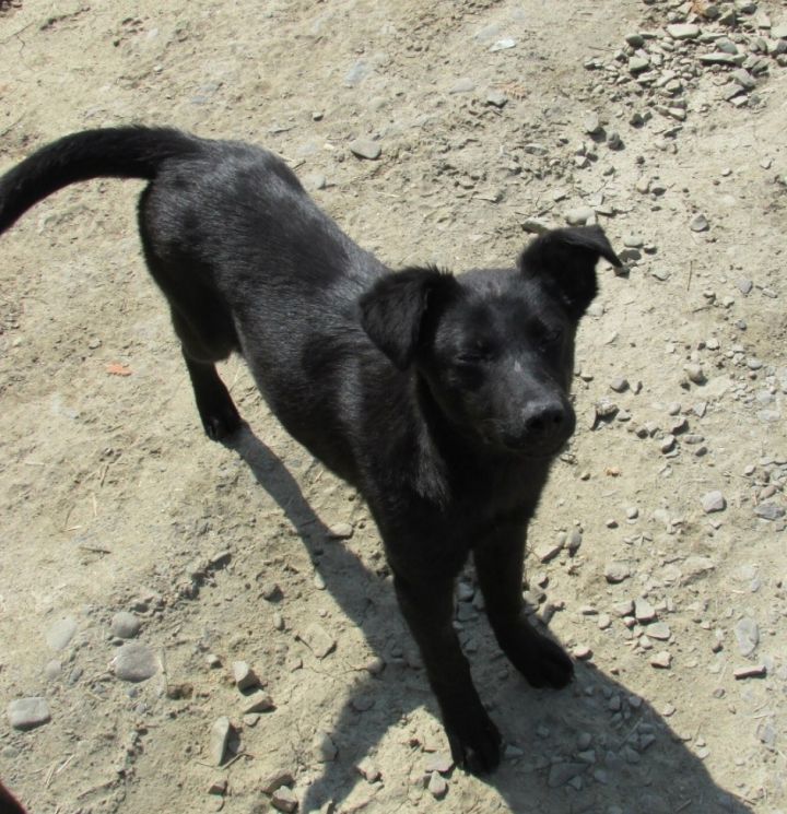 Jason, an adopted Labrador Retriever & Shepherd Mix in Riverside, CA_image-2