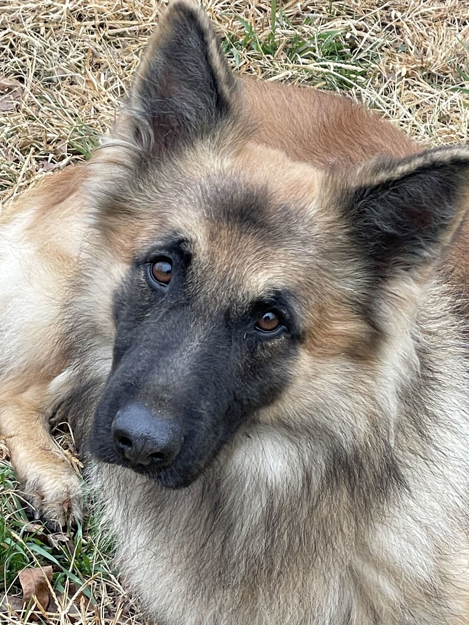 Niro, an adoptable German Shepherd Dog, Belgian Shepherd / Malinois in Prague, OK, 74864 | Photo Image 1