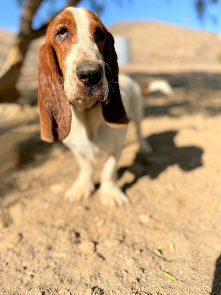 Petfinder best sale basset hounds