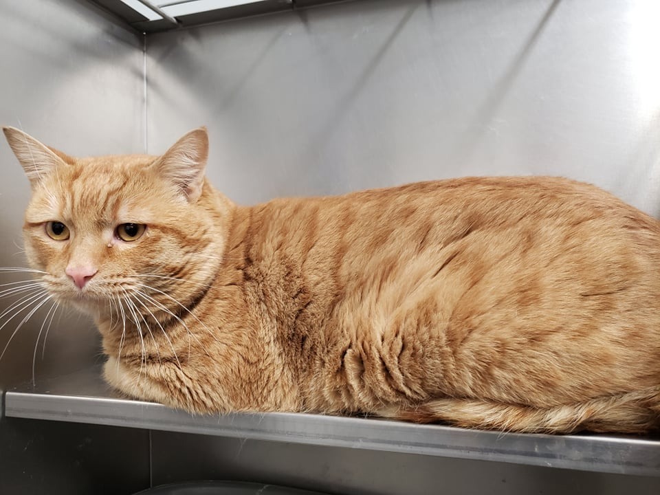 Red, an adoptable Domestic Medium Hair in Kenai, AK, 99611 | Photo Image 1