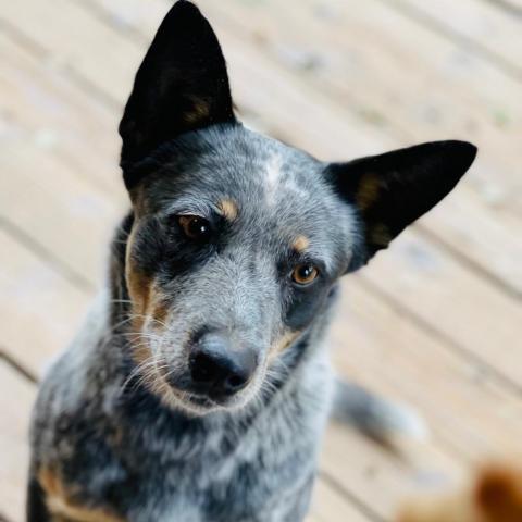 ANNIE, an adoptable Australian Cattle Dog / Blue Heeler in Point Richmond, CA_image-3