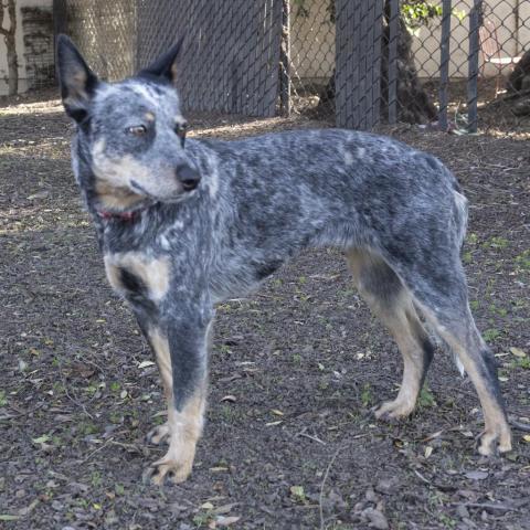 ANNIE, an adoptable Australian Cattle Dog / Blue Heeler in Point Richmond, CA_image-5