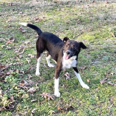 Funny Farm Rescue Ranch Haven Aka West Tn Animal Rescue Adopt Don T Shop