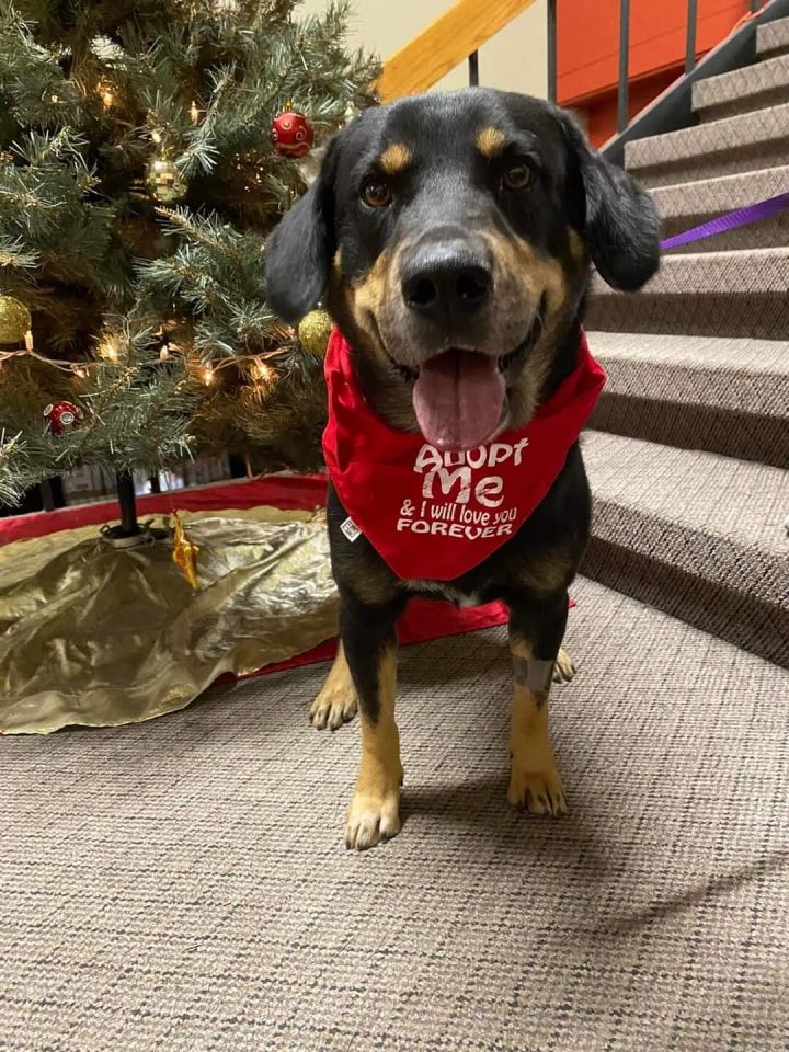 Douglas, an adoptable Rottweiler Mix in Newcastle, OK_image-2