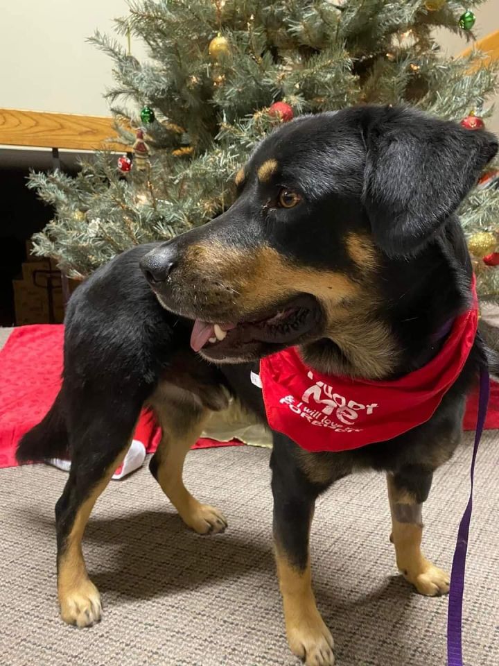 Douglas, an adoptable Rottweiler Mix in Newcastle, OK_image-3