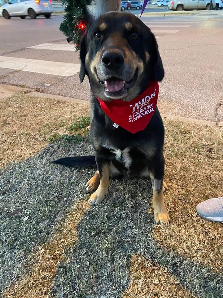 Douglas, an adoptable Rottweiler Mix in Newcastle, OK_image-4