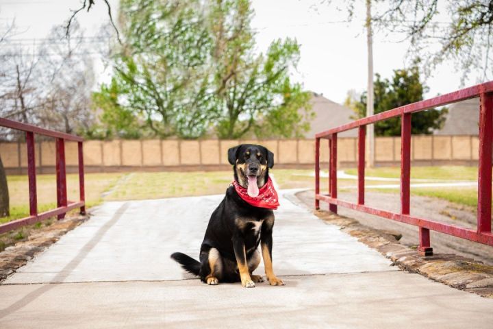 Douglas, an adopted Rottweiler Mix in Newcastle, OK_image-1