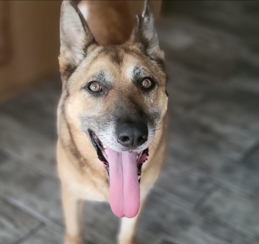 Andy -Foster/Adopt Urgent, an adoptable German Shepherd Dog in Detroit, MI, 48216 | Photo Image 1