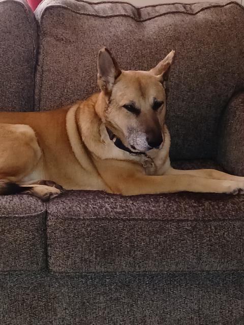 Andy -Foster/Adopt Urgent, an adoptable German Shepherd Dog in Detroit, MI, 48216 | Photo Image 3