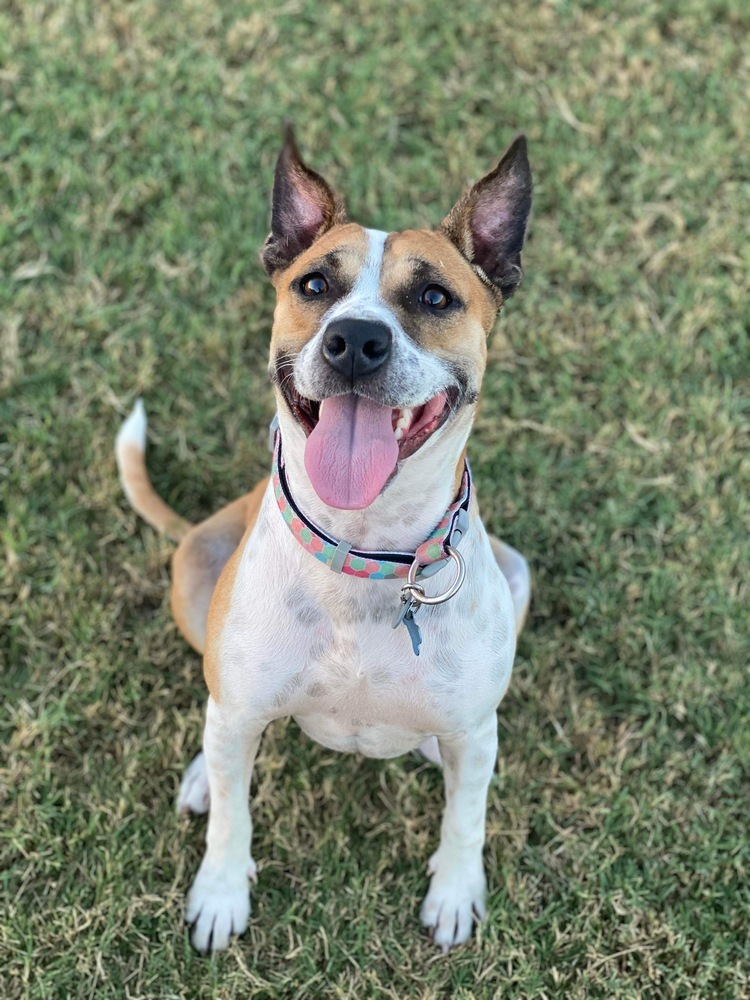 Garnett, an adoptable Australian Cattle Dog / Blue Heeler, Pit Bull Terrier in Shawnee, OK, 74804 | Photo Image 1