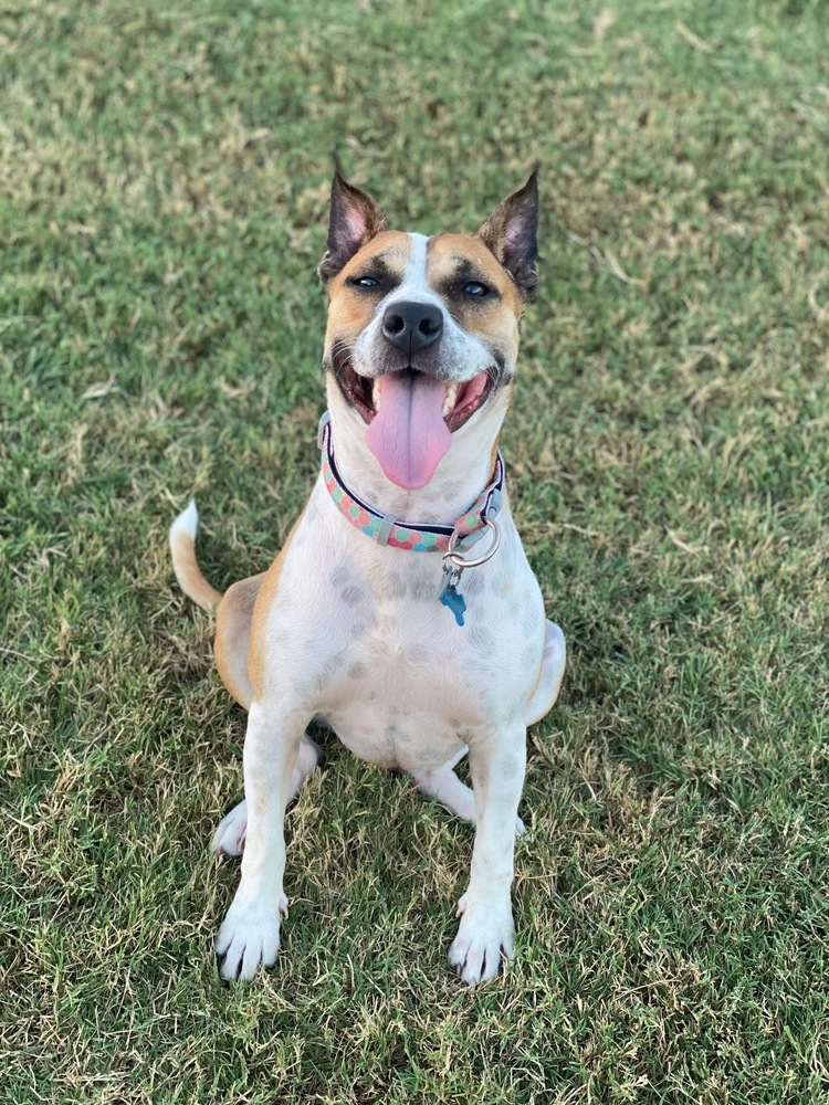 Garnett, an adoptable Australian Cattle Dog / Blue Heeler, Pit Bull Terrier in Shawnee, OK, 74804 | Photo Image 3