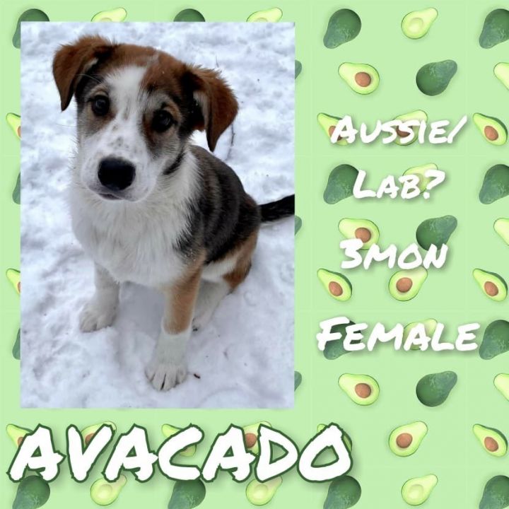 Avacado, an adopted Australian Shepherd & Husky Mix in Anchorage, AK_image-1