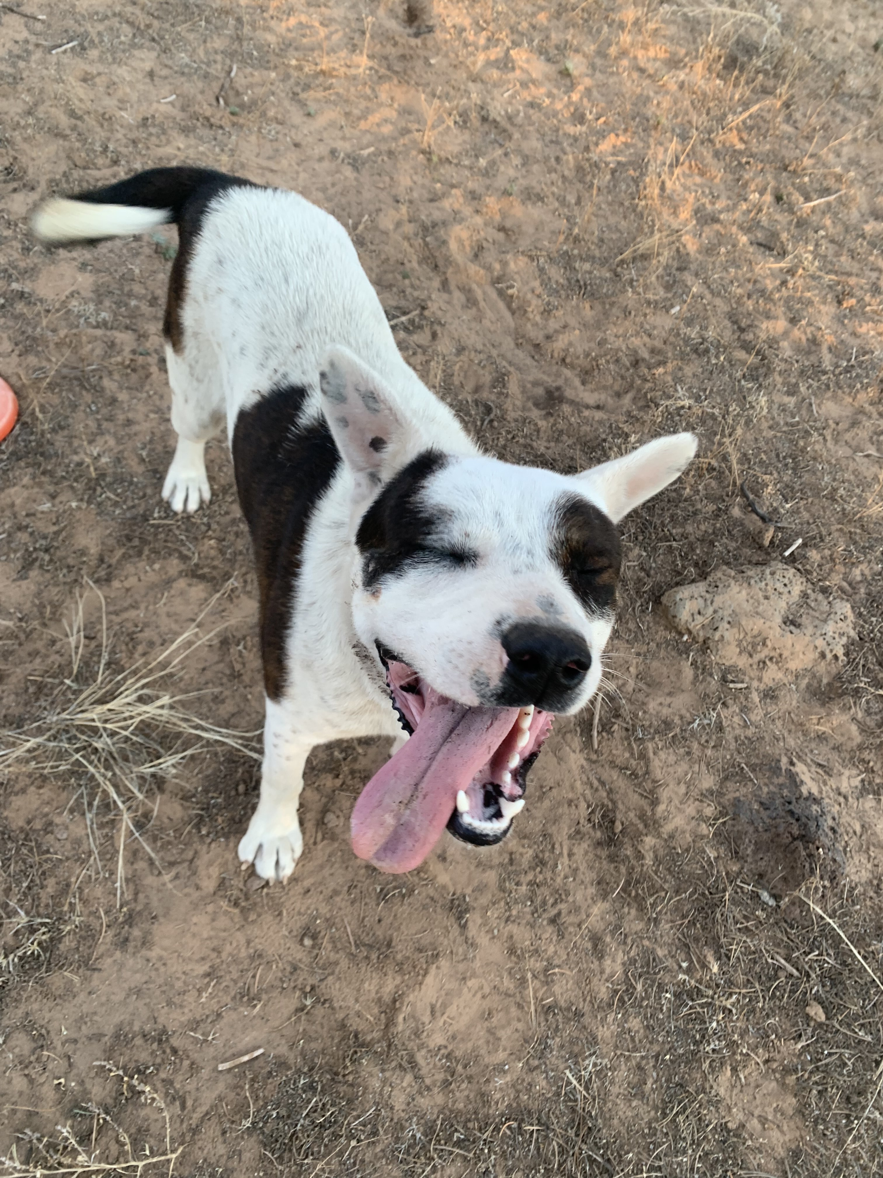 Mongo, an adoptable Cattle Dog in Albuquerque, NM, 87107 | Photo Image 1
