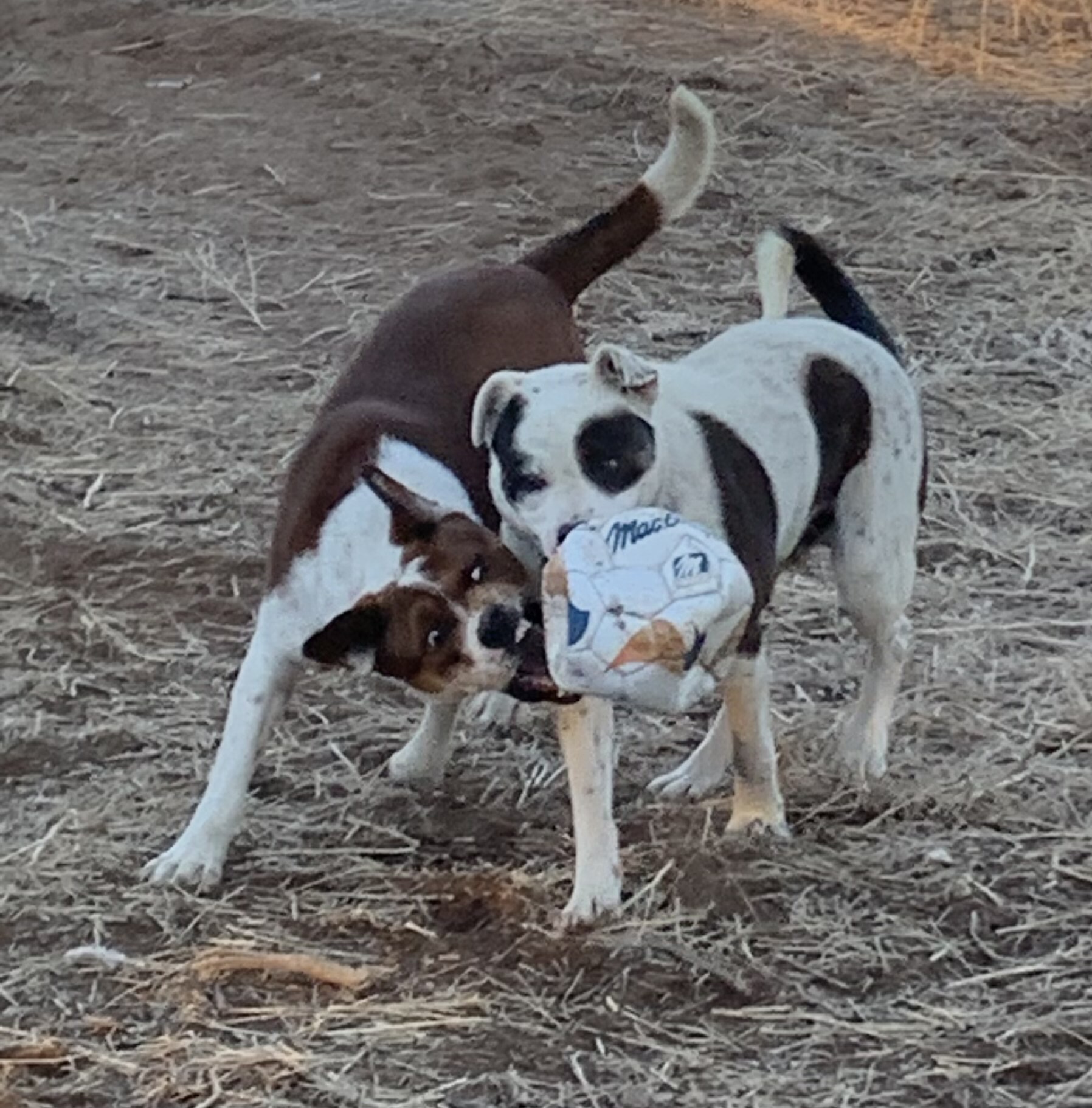 Mongo, an adoptable Cattle Dog in Albuquerque, NM, 87107 | Photo Image 2