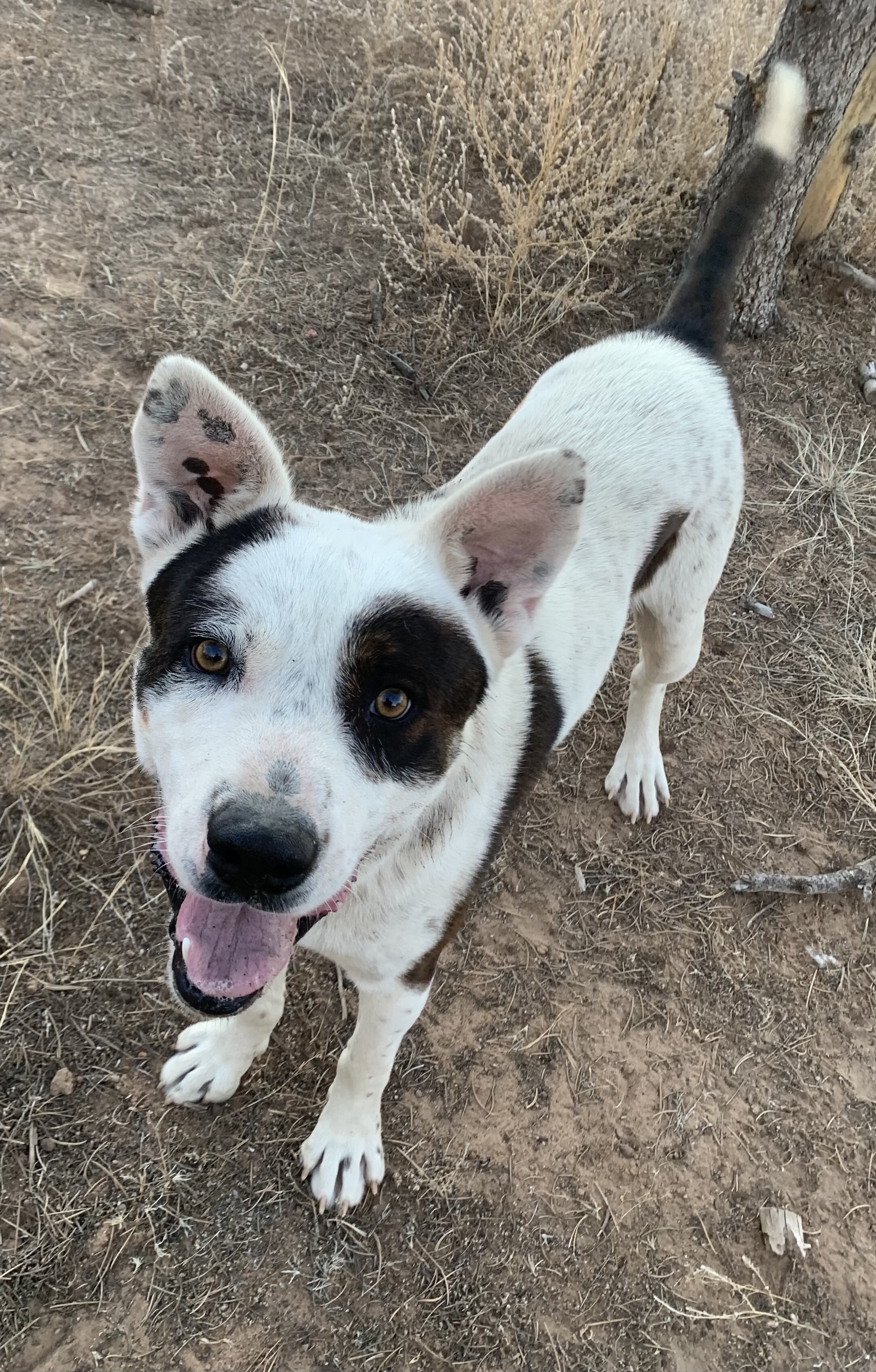 Mongo, an adoptable Cattle Dog in Albuquerque, NM, 87107 | Photo Image 3