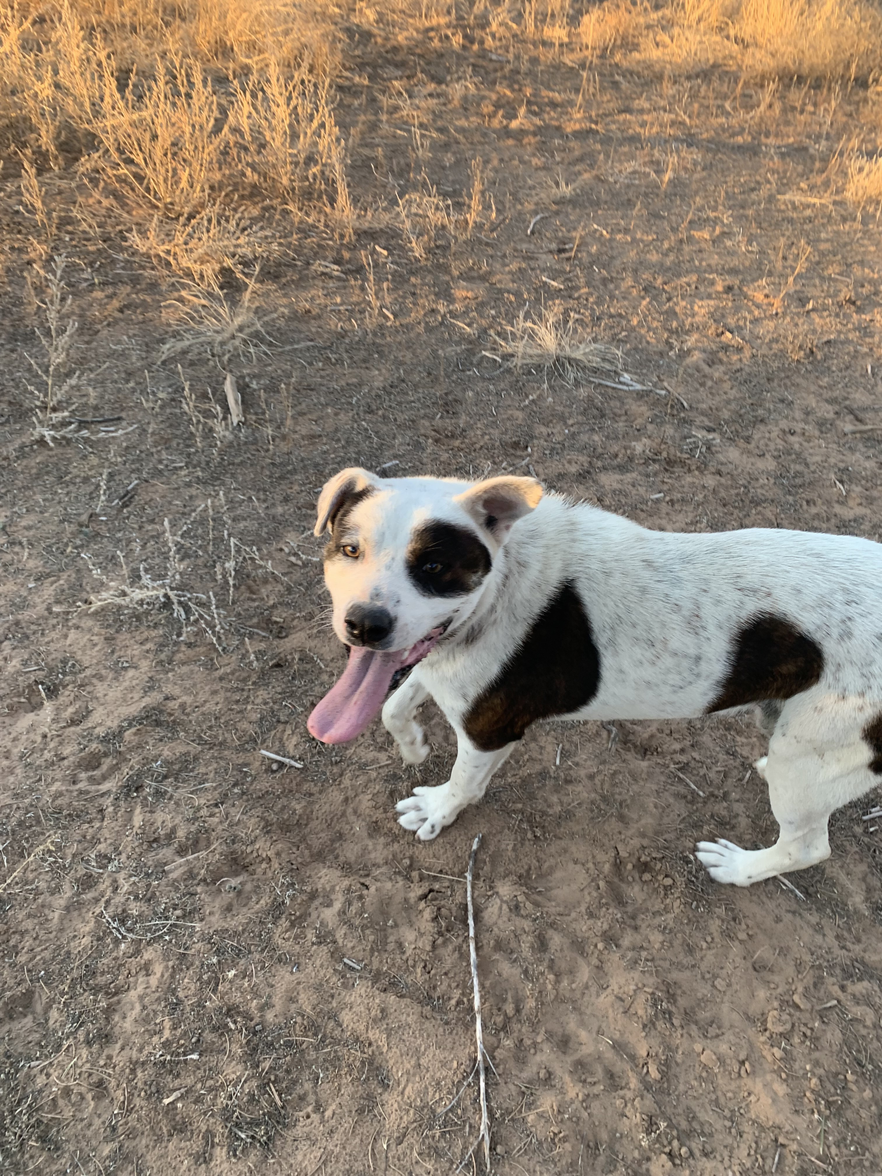 Mongo, an adoptable Cattle Dog in Albuquerque, NM, 87107 | Photo Image 4