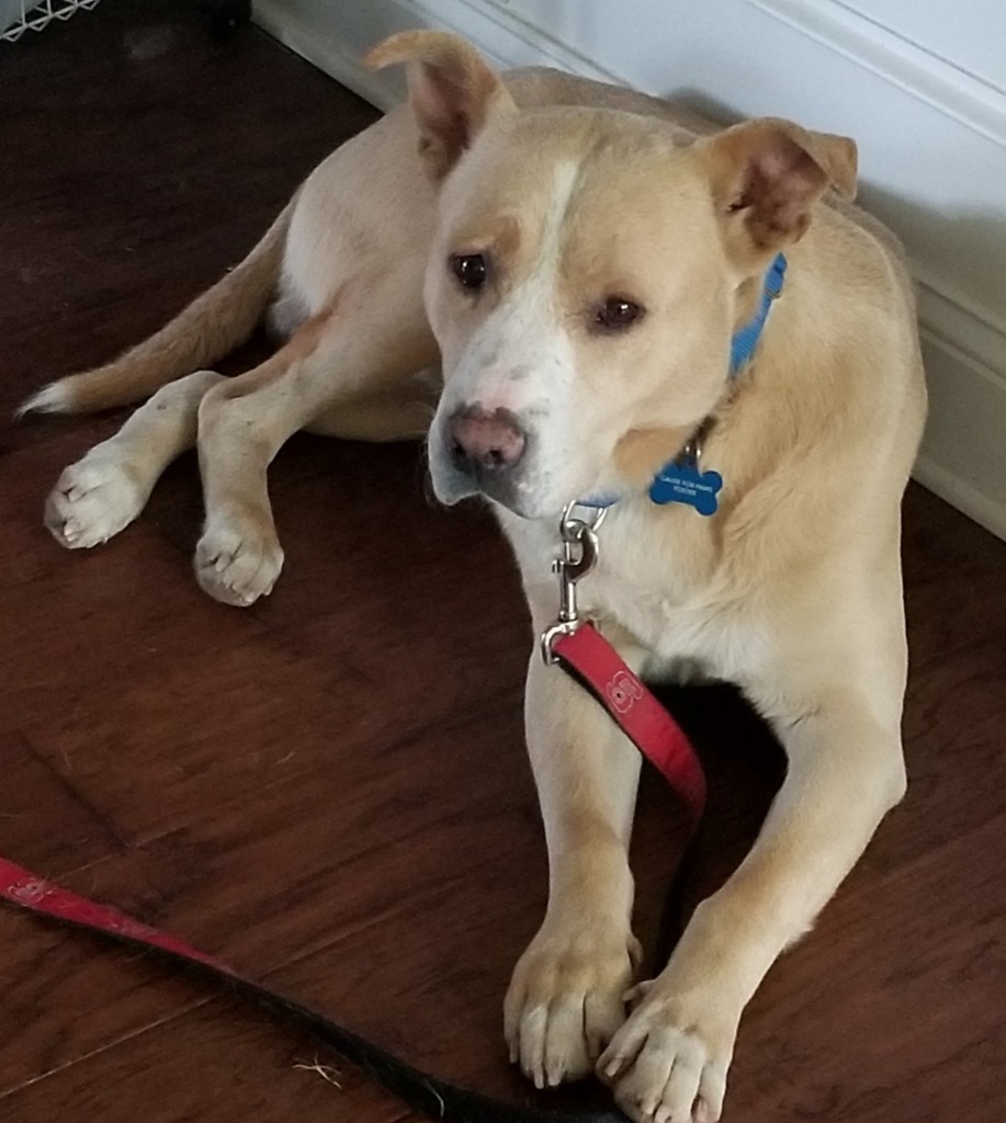 Bear, an adoptable Labrador Retriever in Raleigh, NC, 27603 | Photo Image 3